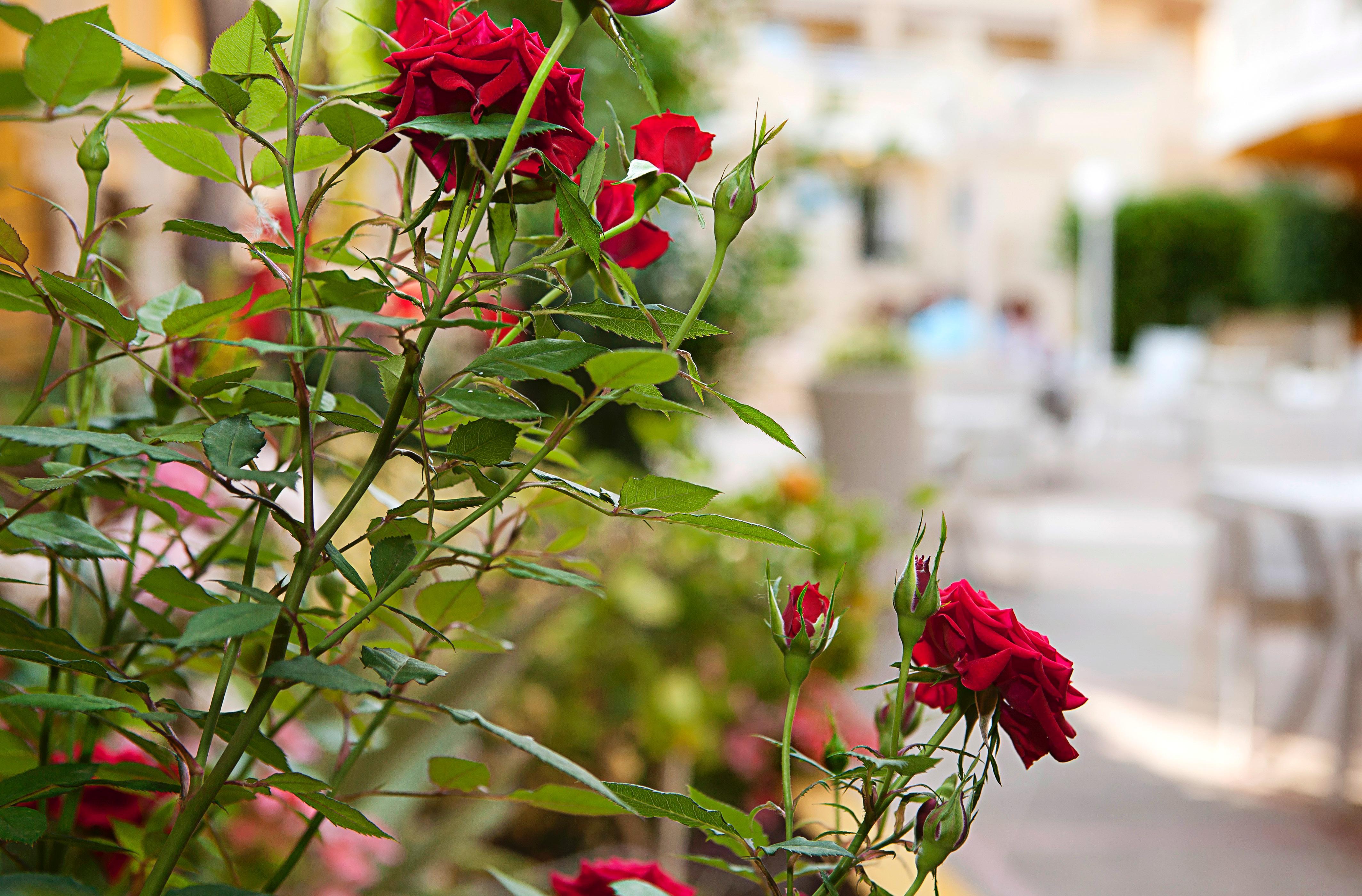 Hotel Cupidor ปาเกรา ภายนอก รูปภาพ